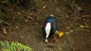 preview picture of video 'Taiwan Swinhoe's Pheasant struts its stuff'