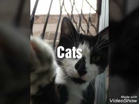 Amateur Photography ( ˘ ³˘)♥pattcats