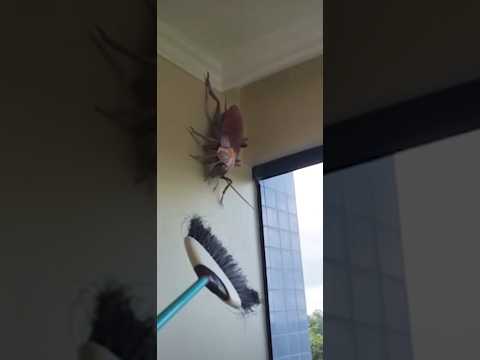 BIGGEST COCKROACH EVER #youtubeshorts