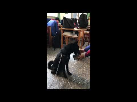 黑嘎逼-新北市108年校園犬影片網路人氣票選活動