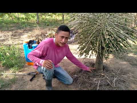 Correct management of Açaí.