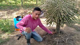 Correct management of Açaí.