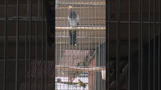 Download lagu Kedasih Violet rajin bunyi mp3