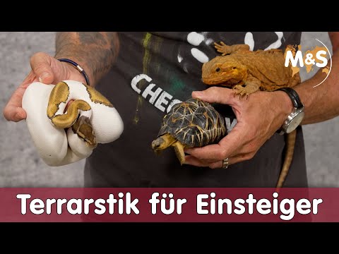 Terrarstik für Einsteiger | Diese Fehler vermeiden!