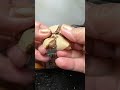 Cracking Sound Nutella Chocolate Asmr Satisfyingsounds Shorts