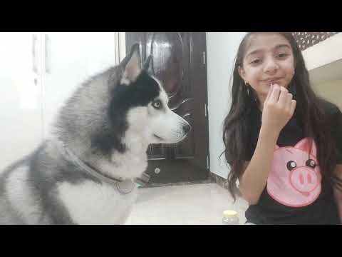 VLOG WITH KOKO❤ || NAVROOP BEDI ||