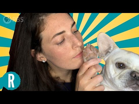 Do Your Dog’s Paws Smell Like Fritos?