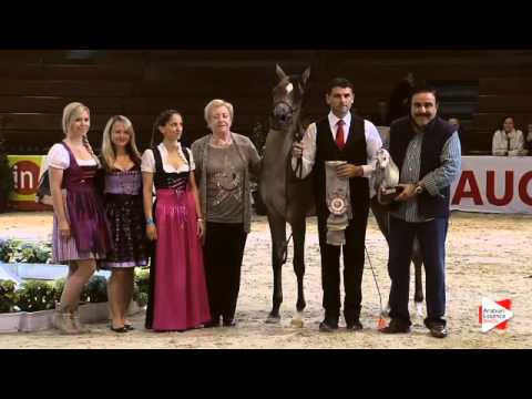 1st Place N.17 HANAYA FARFOURA - Wels 2015 - National Jr. Fillies Championship (Class 15)