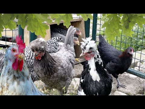 Try to count them! Our Happy chickens in the morning, when the door of their coop opens up :D
