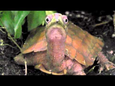 Zacken-Erdschildkröte