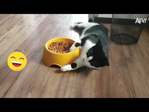 Try Not To Laugh Challenge - Funny Animals Compilation