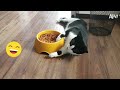 Try Not To Laugh Challenge - Funny Animals Compilation