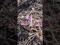 Pasque Flower deserves more attention! #gardening