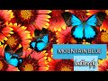 MOUNTAIN BLUE butterfly 🦋 (Ulysses butterfly)