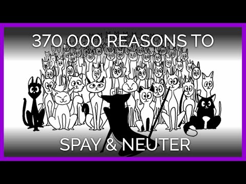 370,000 Reasons to Spay and Neuter | An Animated Short