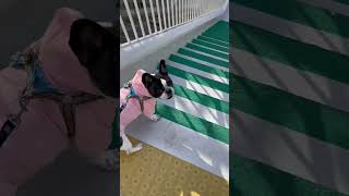ワンコの階段降りる姿。かわええーw #shorts