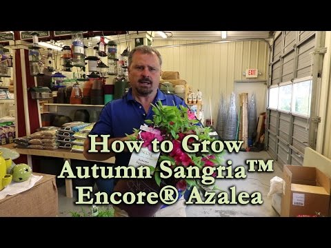 How to grow Autumn Sangria™ Encore® Azalea with a detailed description
