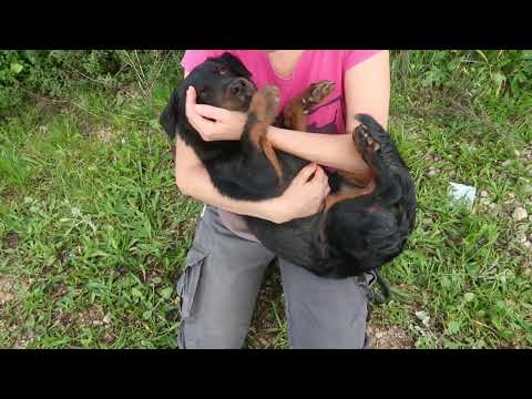 Vídeo de JOSEF