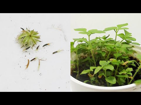 園芸 野生のアゲラタム、アゲラタム開花ユーパトリー