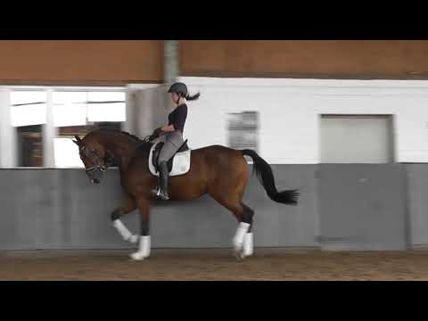 "FUEGO D'AMOUR" Weidenhof-Verkaufspferd: Hannoveraner *2017, v. Fürst Belissaro