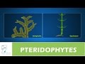 PTERIDOPHYTES