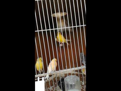 Kanarienvögel König Käfig meine junge Tiere 2015