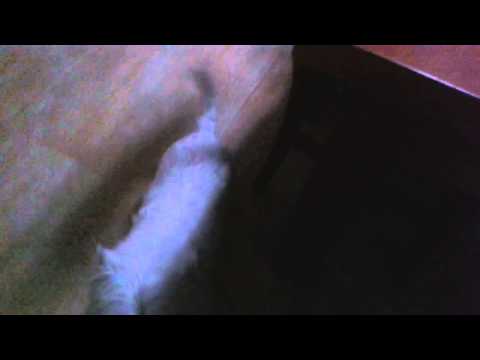 El perro q juega al fútbol!