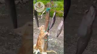 Download lagu Panjat Pinang Kucing, Hadiahnya Ikan Lele 😁#shorts mp3