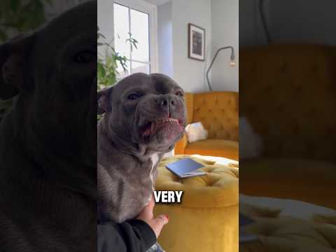 Meet the Staffy🥺 #staffy #dogs #animalfacts #animals