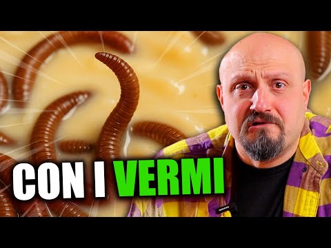 Casu Marzu: Forbidden Cheese with Worms. LET'S TRY IT!