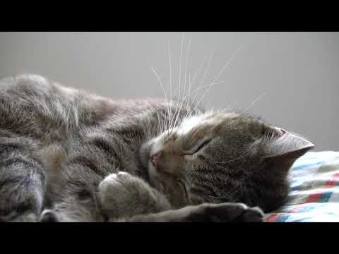 Sleeping Peacefully | Cats Life