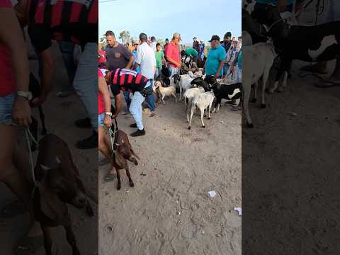 FEIRA DO BODE OVELHA CABRAS DE ITABAIANA-PB DISTRITO CARIATÁ #shorts