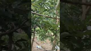 Download lagu KELENGKENG MATALADA BERBUAH LEBAT DAN TERUS MENERUS mp3 Download lagu KELENGKENG MATALADA BERBUAH LEBAT DAN TERUS MENERUS mp3