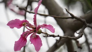 Download the video "上水 - 石湖墟/天平路/北區公園 Hong Kong Sheung Shui - Shen Wu Hui/Tin Ping Road/North District Park"