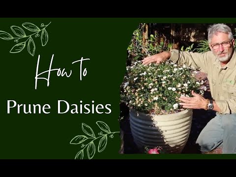 How to Prune Daisies