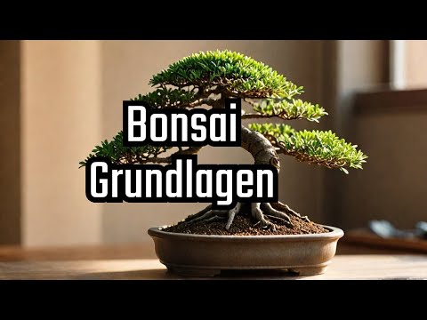 30 technical terms for bonsai beginners, so you can join the conversation