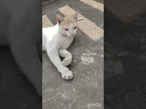 my sweet cat pajju wants cat messages . #PajjuLover #cat spa at home #catsofinstagram #catslove #cat