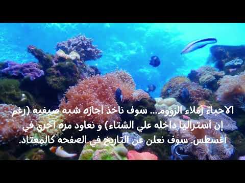 Underwater Video Zoom Virtual Background