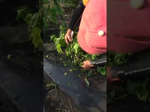  1月は庭で何をしましょうか？剪定、植え付け、種まき、農園の手入れ：私たちがすべてを教えます。  庭園