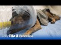 Brave IDF War Dog Mikey Has Miracle Recovery After Being Hit By Hamas Grenade