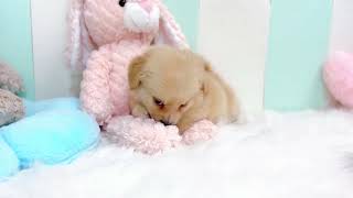 ハーフ犬の動画01