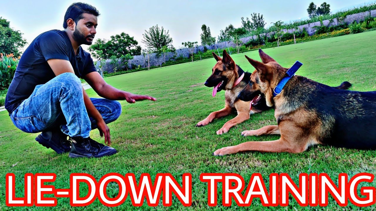 German Shepherd Training Day 8 : How to train your dog "LIE DOWN" |Dog Basics in Hindi (Jack & Jill)
