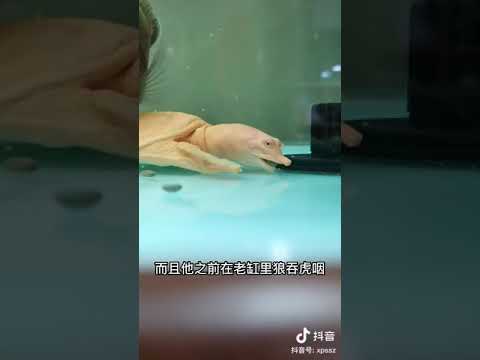 鱉帶財