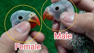 Male female difference in ringneck chicks | Toton me nar aur mada ki pehchan | Toton me male female