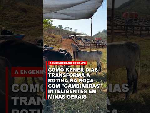 A ENGENHOSIDADE DO CAMPO: COMO KENER DIAS TRANSFORMA A ROTINA RURAL COM GAMBIARRAS INTELIGENTES