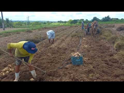 Arrancando batata doce povoado pé do Veado itabaiana Sergipe 24 07 2026 