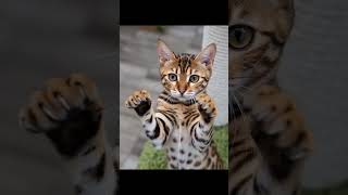 Download lagu playing cat #cat #pets #cute #kitten #adorablecat #funny #comedycat #prettycat #catvideos #cutecats mp3 Download lagu playing cat #cat #pets #cute #kitten #adorablecat #funny #comedycat #prettycat #catvideos #cutecats mp3