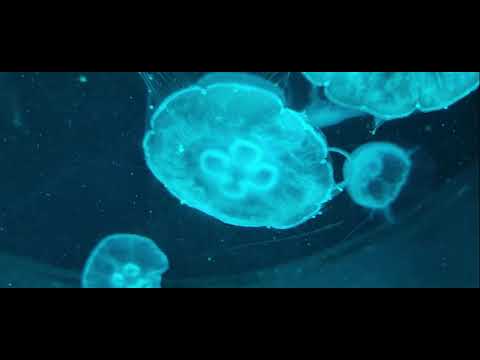 The Oldest Public Aquarium in the UK