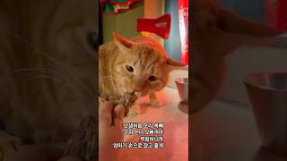 고양이 간식타임중 불청객등장It's real!!