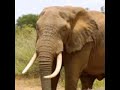Elephant New Trumpet